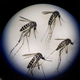 A group of adult female mosquitoes, under a microscope